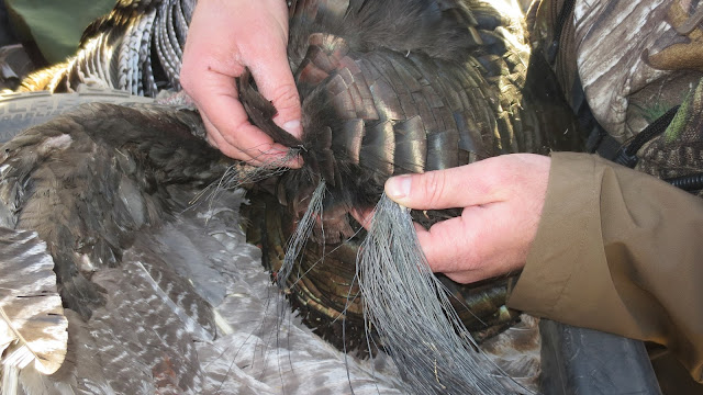 Gould's+Turkey+Hunt+with+Colburn+and+Scott+Outfitters+4.JPG