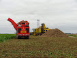 Sugar beet harvest: Ropa Tiger VS Holmer Terra Dos T3