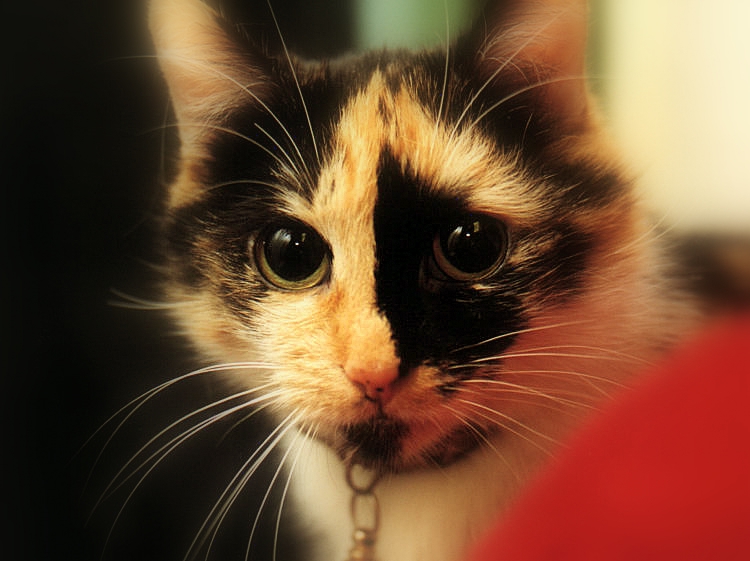 Why Do Tortoiseshell Cats Like Sitting On Shoulders Why Do Tortoiseshell Cats Like Sitting On Shoulders