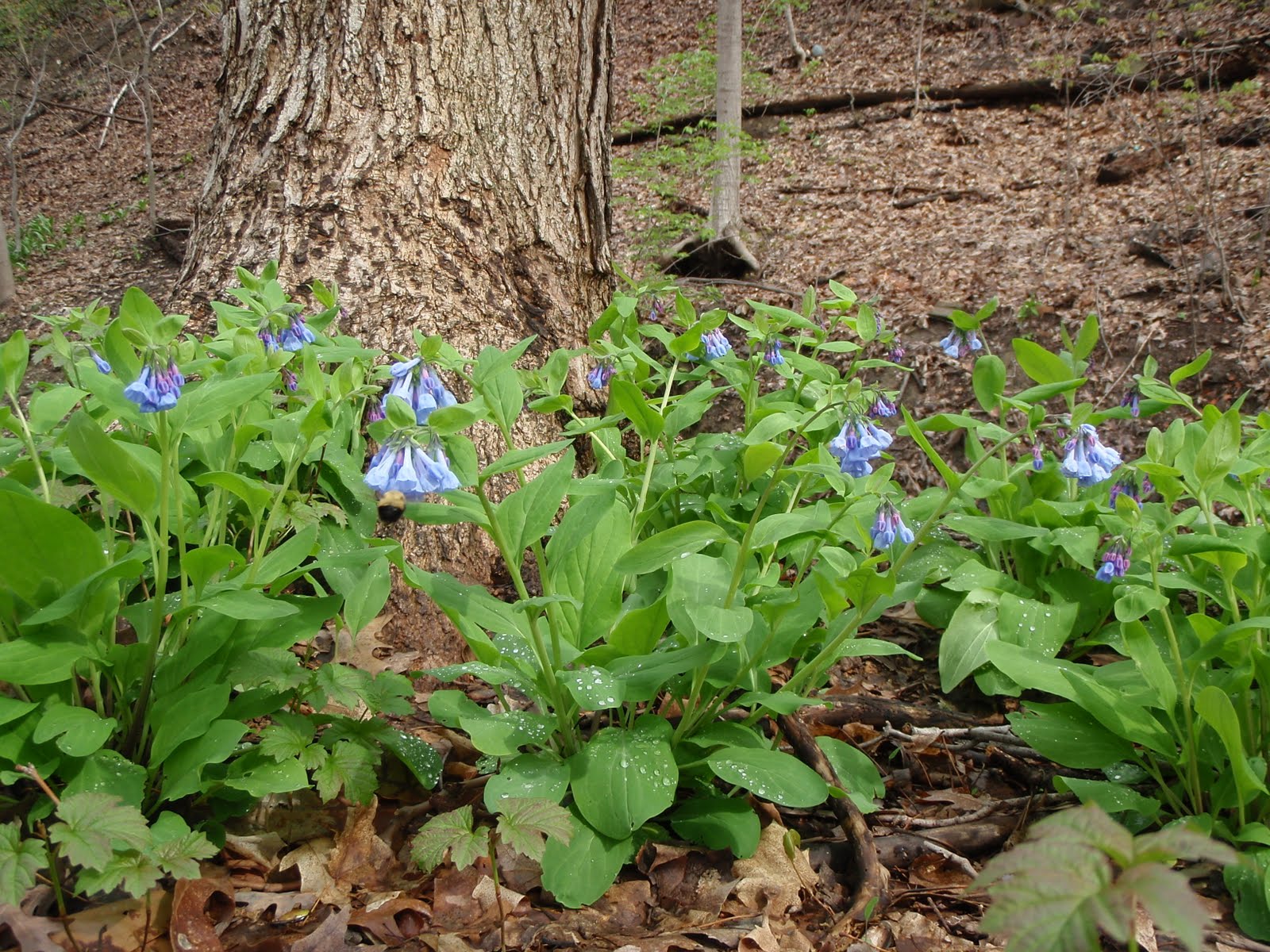 Lafayette report: Mertensia in Happy Hollow Park