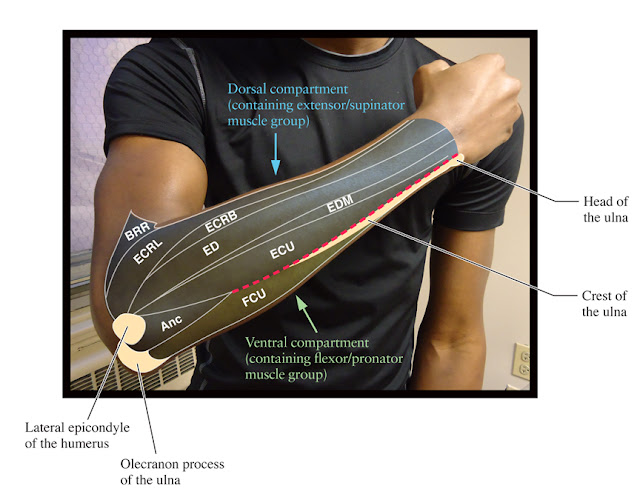 Human Anatomy for the Artist The Dorsal Forearm, Part 1 Compartment