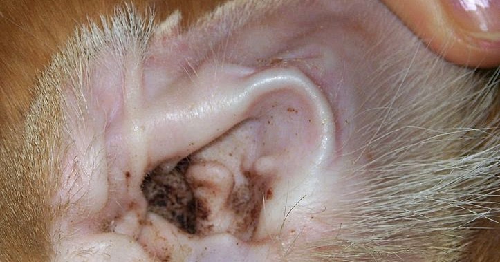 Treat Ear Mites On Dogs Treat Ear Mites On Dogs