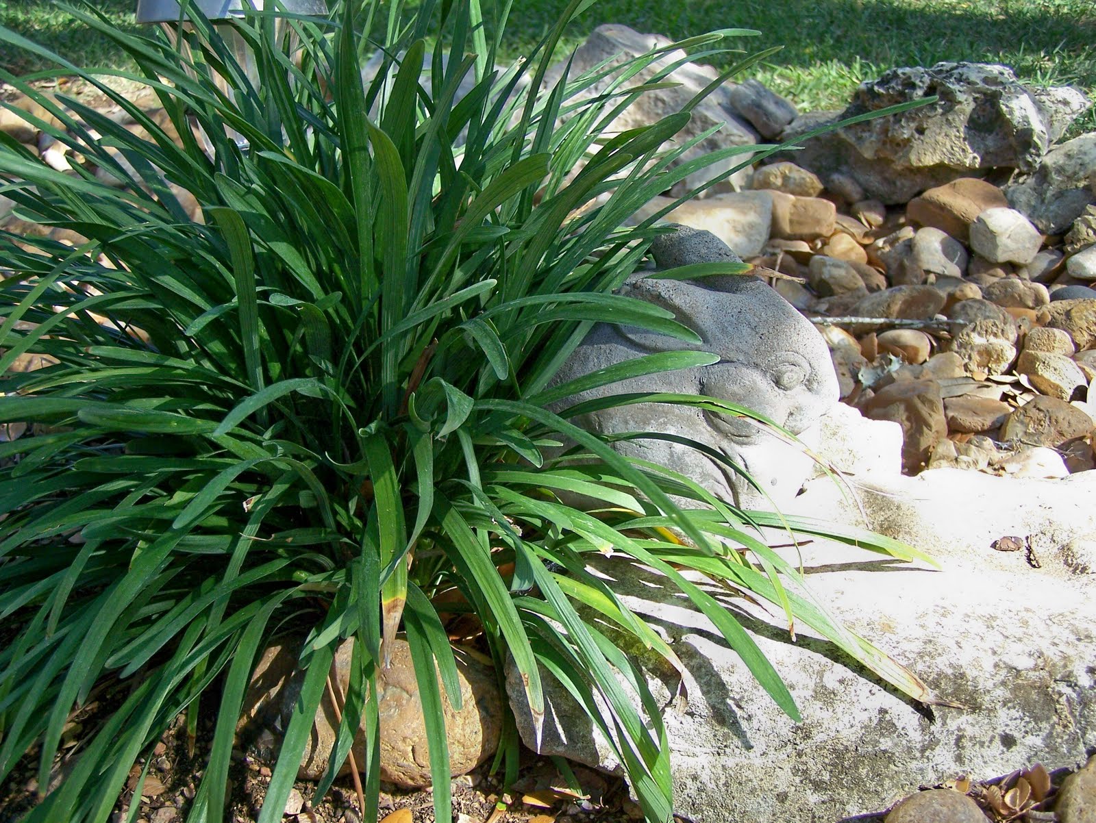do really like Liriope, though. It holds up really well in cold or