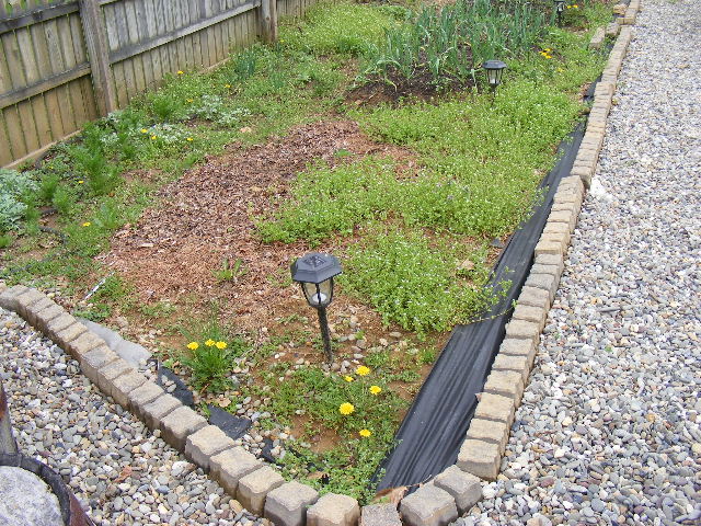 Organic Gardening Adventures A Beginner S Cut Flower Garden. How To Make ... Organic Gardening Adventures A Beginner S Cut Flower Garden. How To Make ...