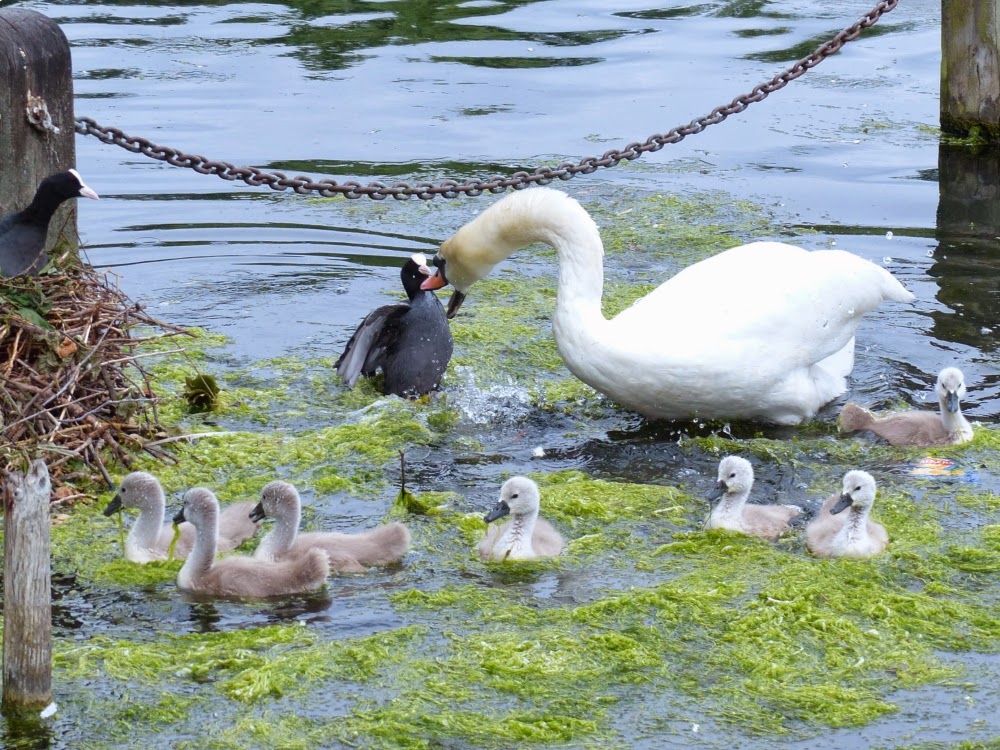 kensington swan boats kensington gardens and hyde park birds kensington swan boats kensington gardens and hyde park birds