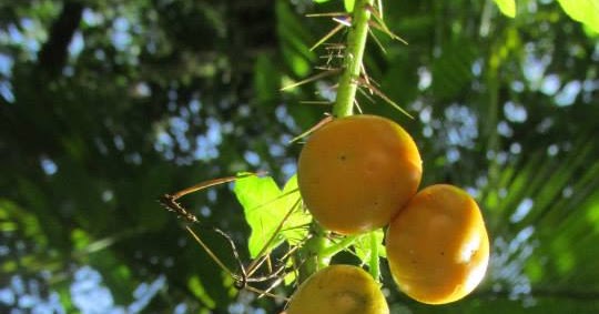 Mata-cavalo (Solanum aculeatissimum Jacq.) - AgriPorticus fotos e  informações de pragas de plantas - Agronômica