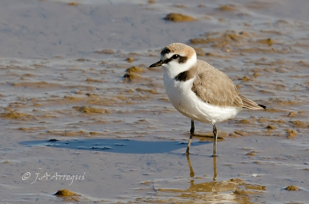 Chorlitejo patinegro, Charadrius alexandrinus, Kentish plover Chorlitejo patinegro, Charadrius alexandrinus, Kentish plover