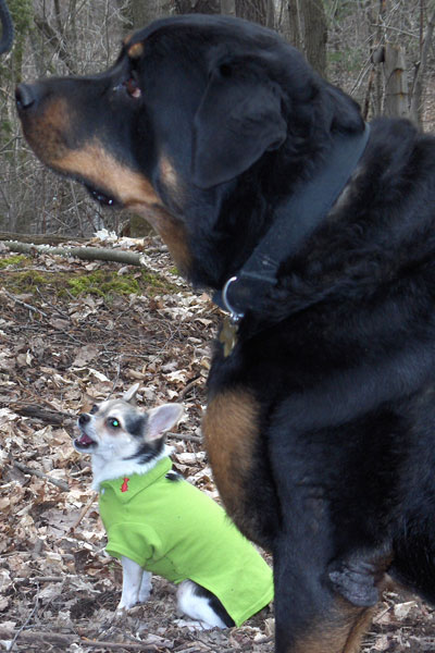 Large Growth On Dog S Chest Large Growth On Dog S Chest