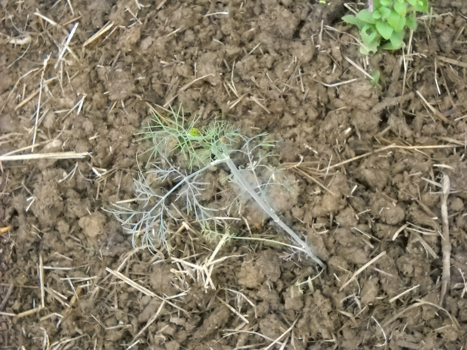 A Diva's Garden Germinating Dill