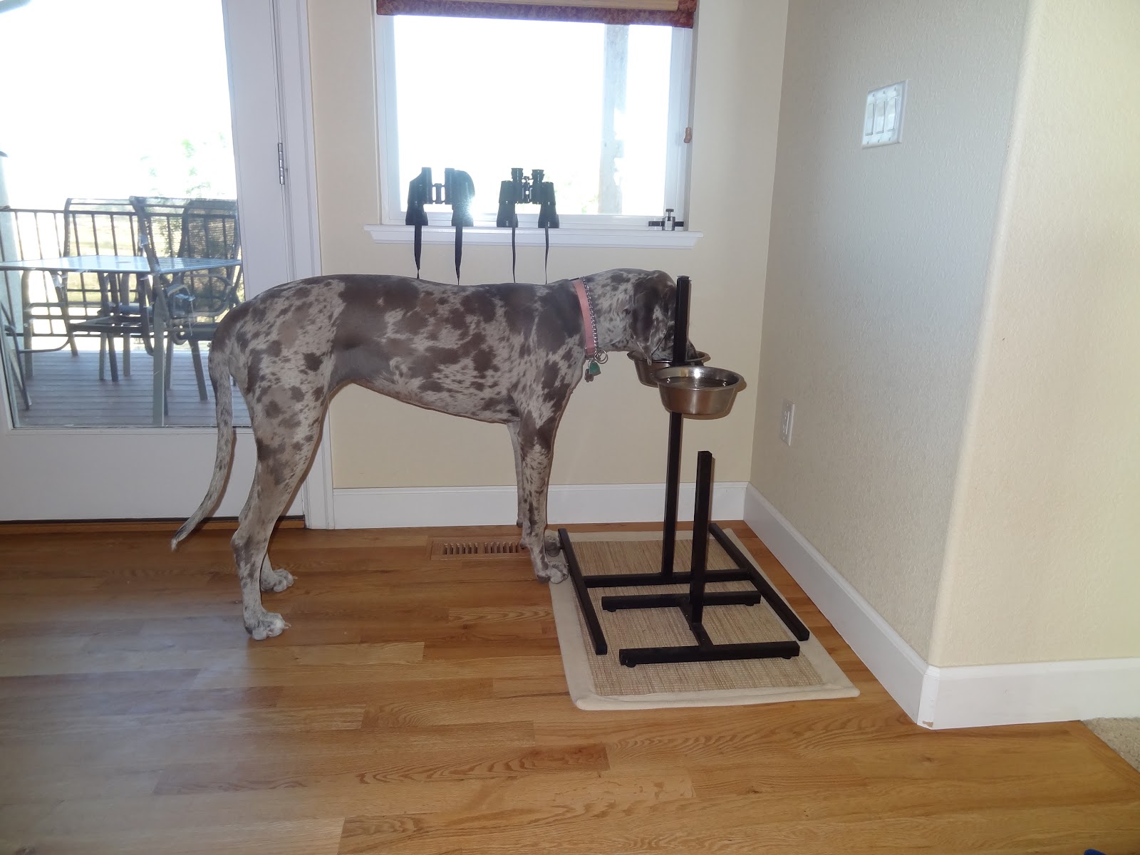 Thoughts from the Ridge Great Dane Elevated Feeding Dish