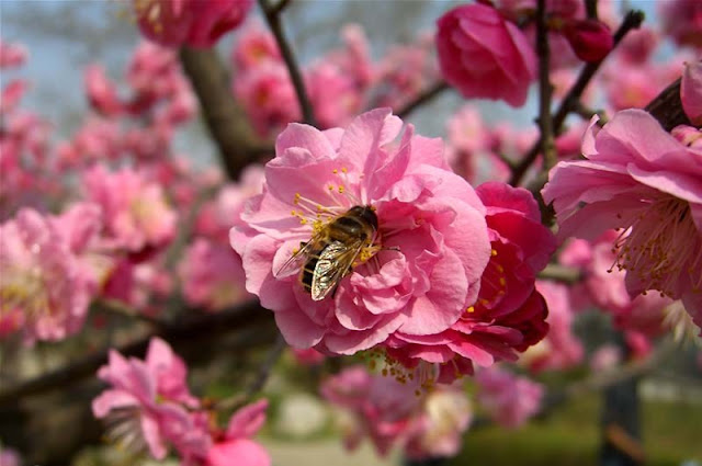 Plum Flowers