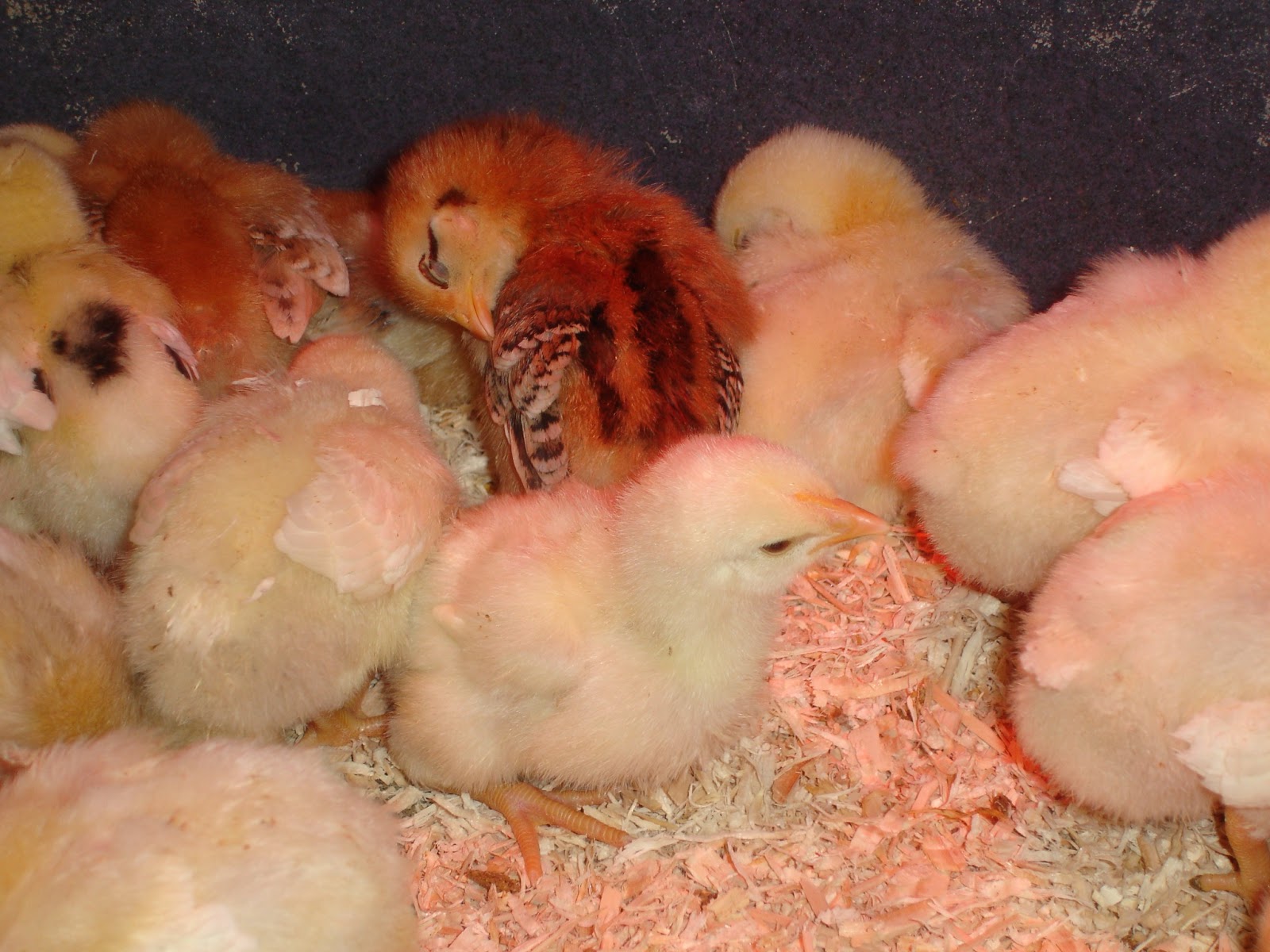 sagittas chickens