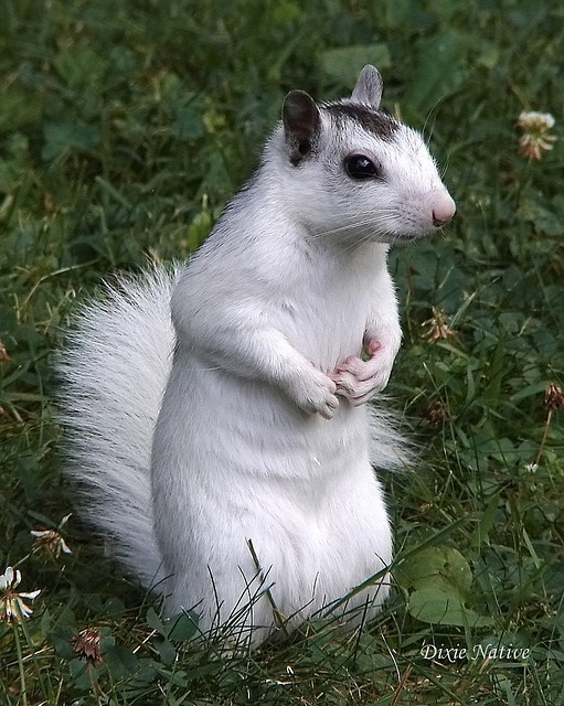 Brevard White Squirrels, North Carolina A1 Pictures
