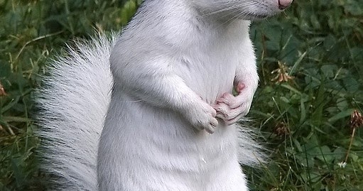 Brevard White Squirrels, North Carolina | A1 Pictures