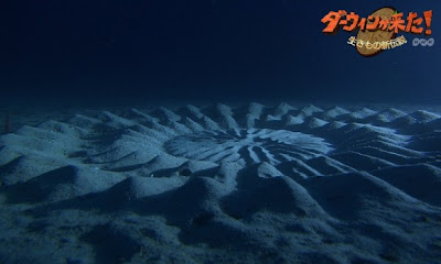 Foto Crop Circle Ditemukan Di Kedalaman 25 Meter Dasar Laut [ www.BlogApaAja.com ]