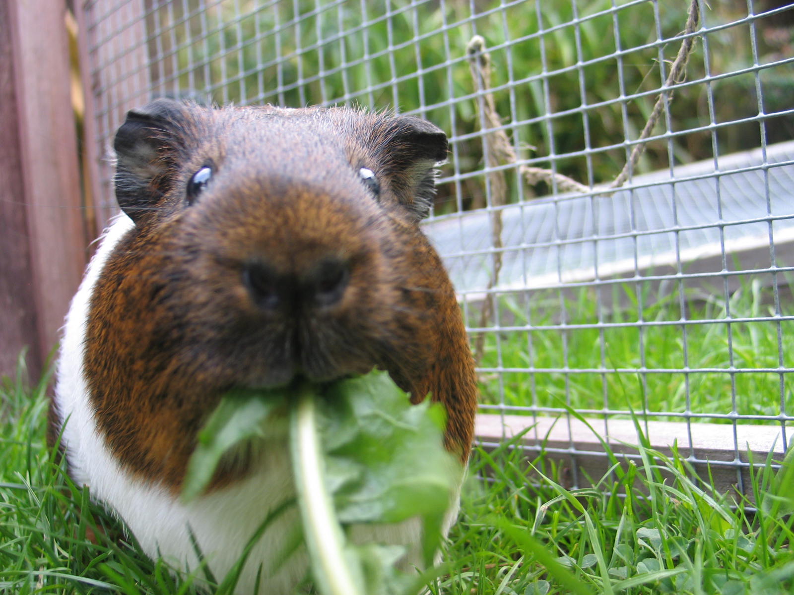 lets do it the guinea pig way! mites!