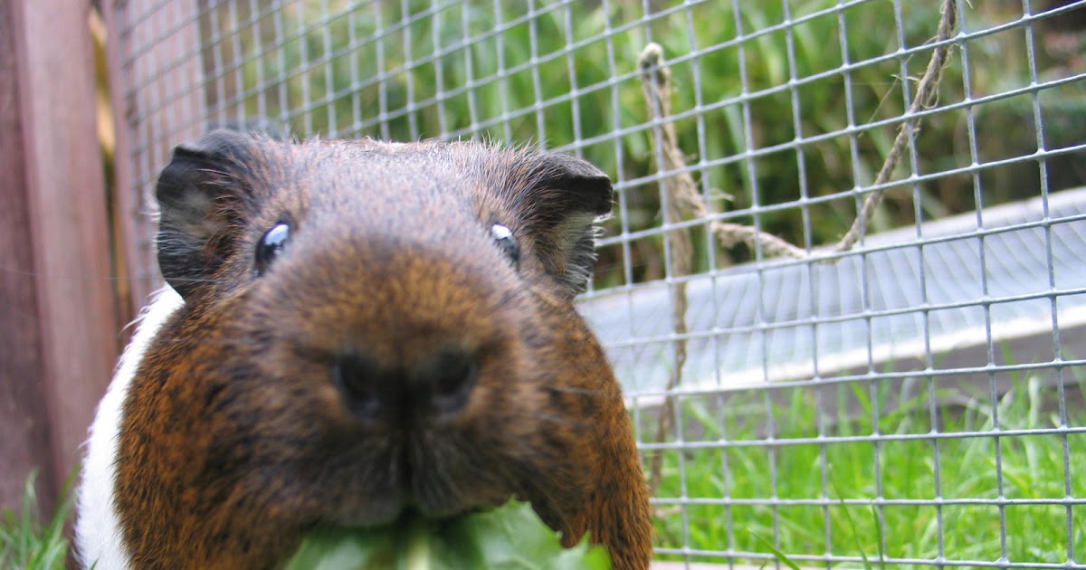 lets do it the guinea pig way! mites!