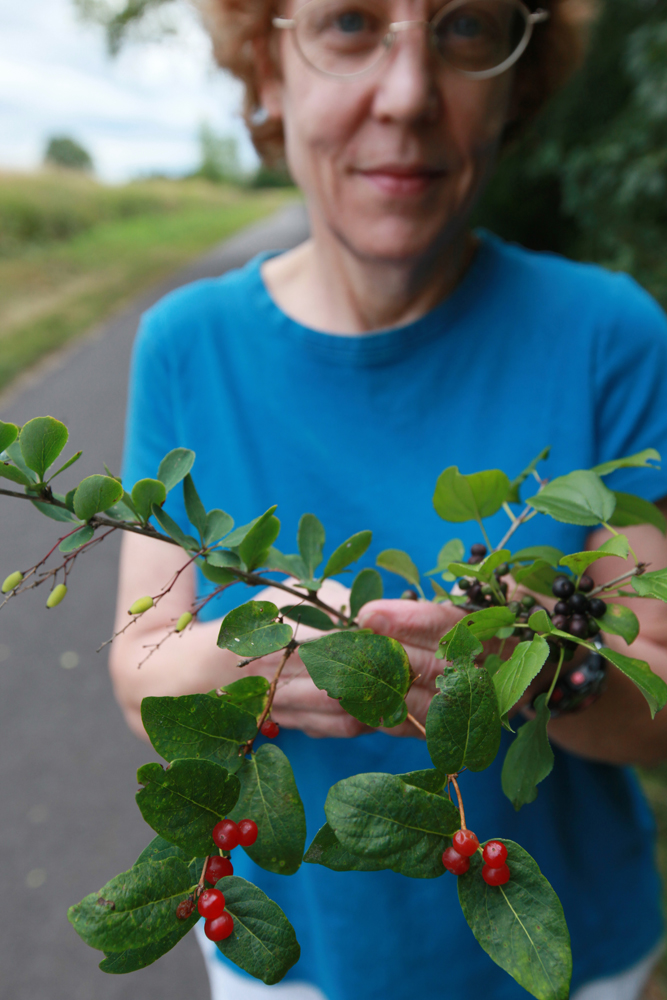 Invasive Plant Species in Vermont Culture at a Glance A Photographic