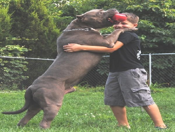 dogs pitbull biggest dog in the world