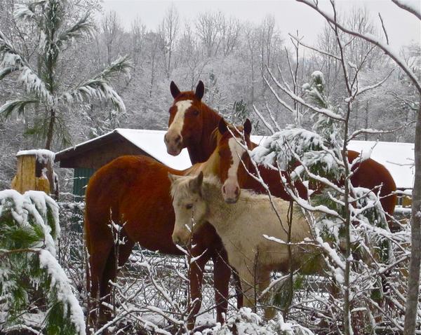 Glorious Pictures: Horse Mother Digital Result pictures