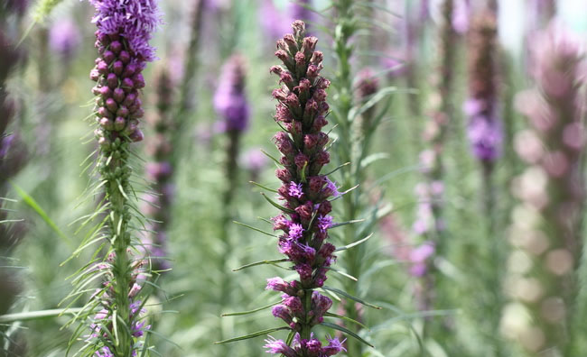 Blazing Star Flowers