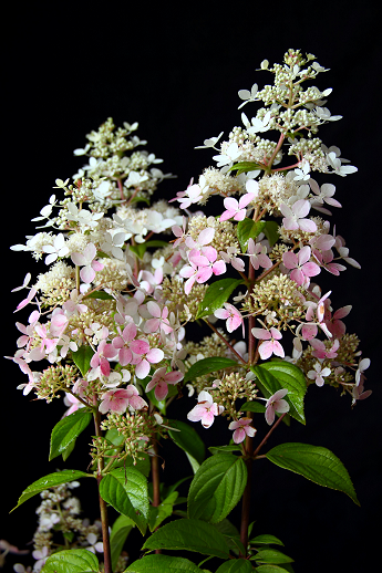 Pubblick Soiuri Noi La Plantarium 2015 5