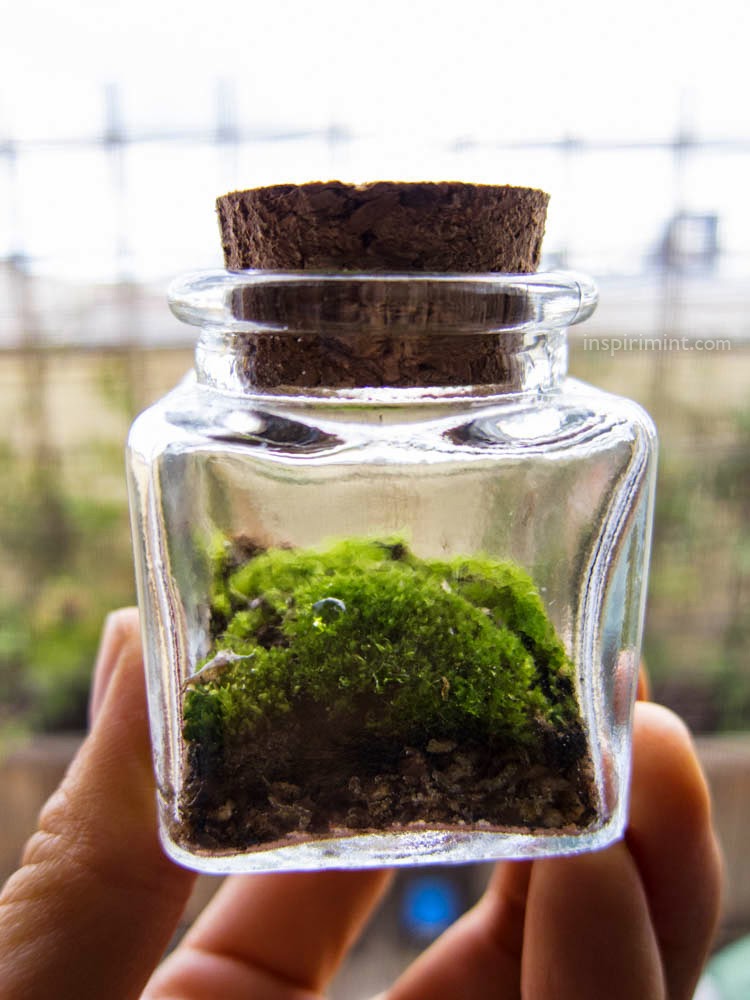 Inspirimint: Stormy Weather = Moss Terrarium Season Closed-top terrariums work because the moisture the moss requires does not escape. I suspect the plants themselves do not need very much air, ... - Inspirimint: Stormy Weather = Moss Terrarium Season