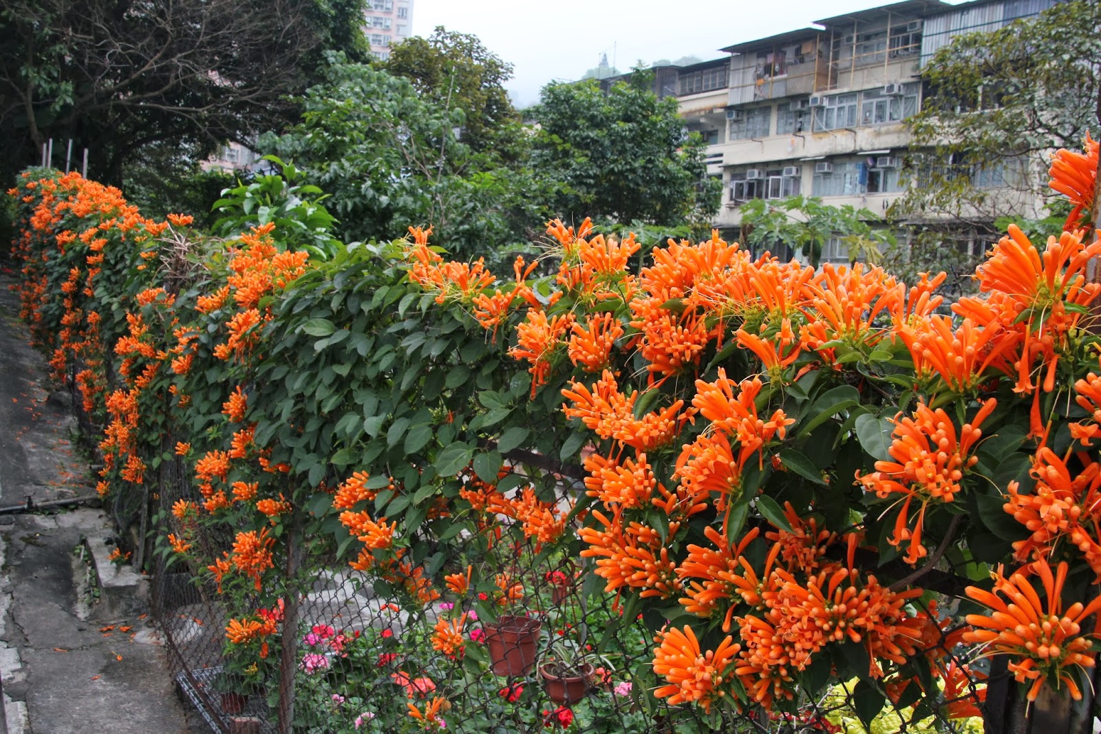 歡迎您瀏覽學到老blog 大家相聚多姿多彩的網絡世界 生活美點 欣賞艷麗的炮仗花