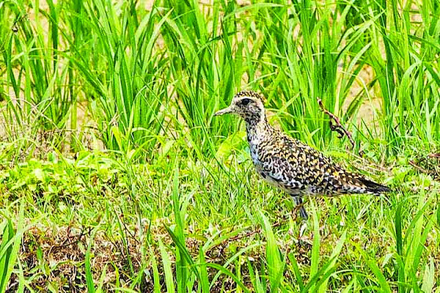 bird, Pacific Golden Plover