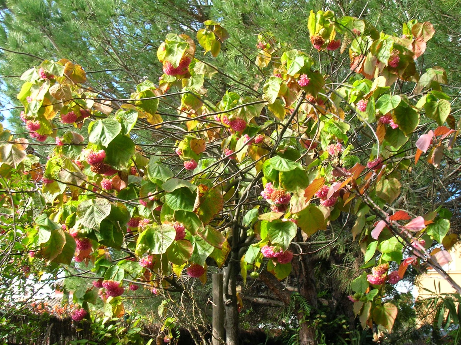 Recregarden DOMBEYA X CAYEUXII