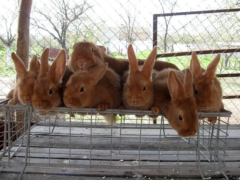 Proverbs 31 Woman: An Introduction to Raising Rabbits for Meat