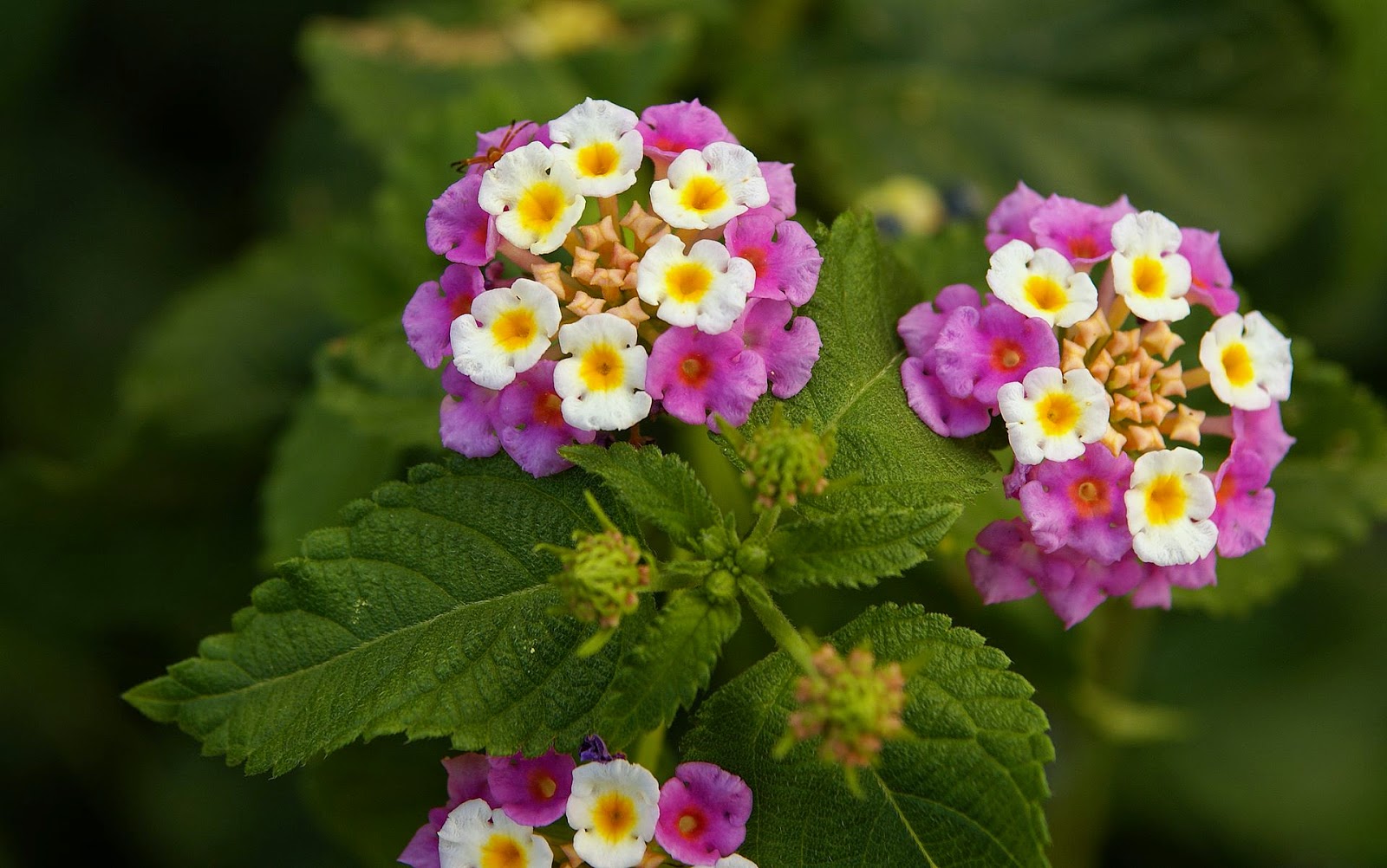Flower Homes Lantana Flowers