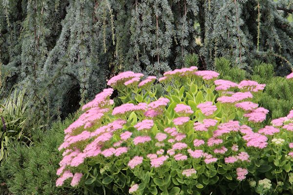 368 Best Garden Art Images In 2020 Garden Outdoor Gardens Plants