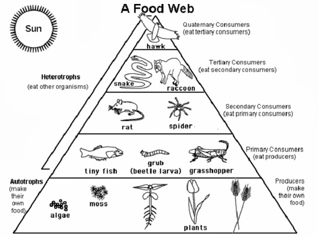 ZCHHS English HS: Grade 7 SCIENCE-worksheet