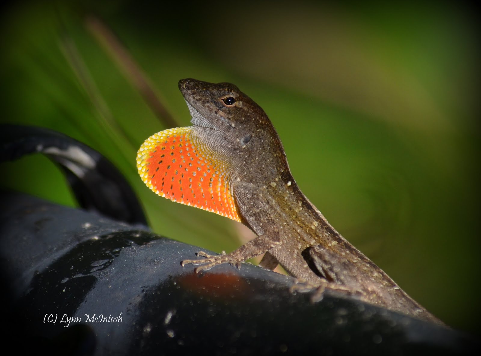 Nonnative Brown Anole