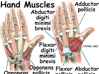 Hand Muscle Diagram Hand Muscle Diagram