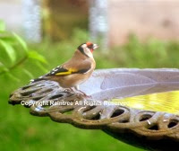 Bird at Birdbath