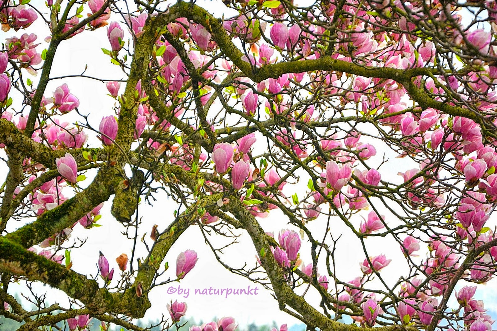 Naturpunkt The Magnolia Trees Breathtaking Delicate Beauty