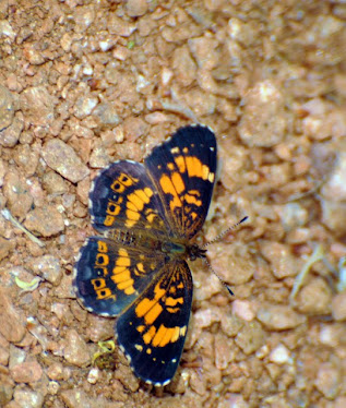 Checkerspot Butterfly