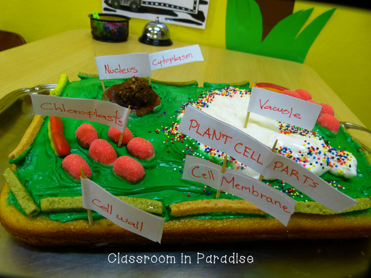 Plant cell homework help