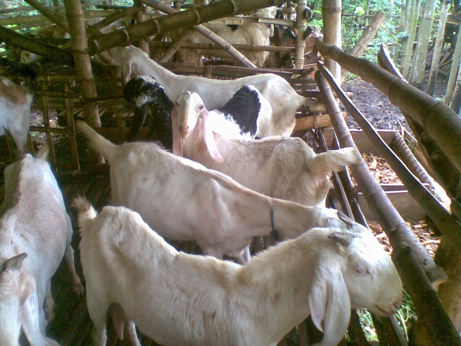 ternak kambing pe