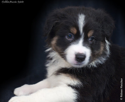 tri-black australian shepherd puppy tri-black australian shepherd puppy