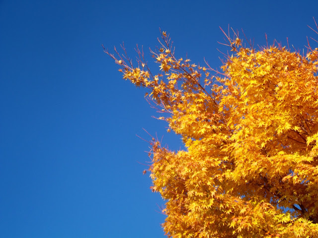 Fall photography by Catie Beatty