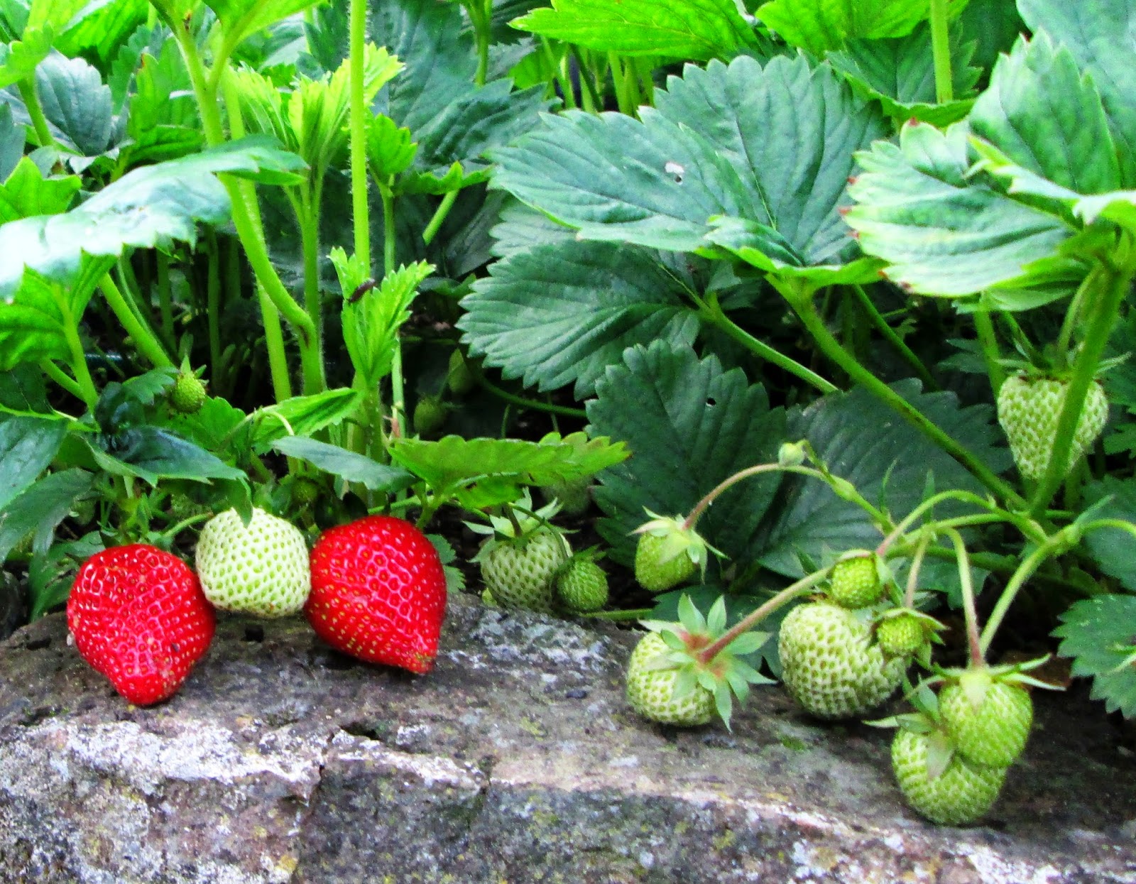 Vegetable Garden Tips How To Grow Strawberries