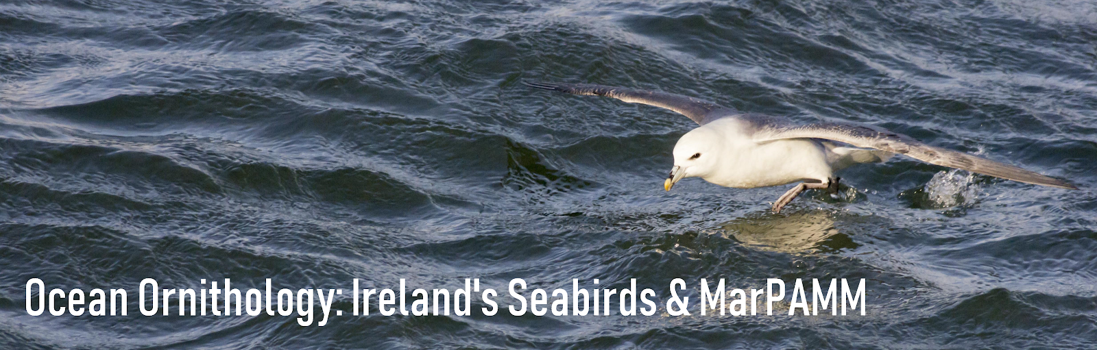 Ocean Ornithology: Ireland's Seabirds and MarPAMM Project