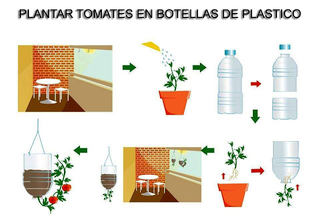 Plantar tomates en botellas de plástico