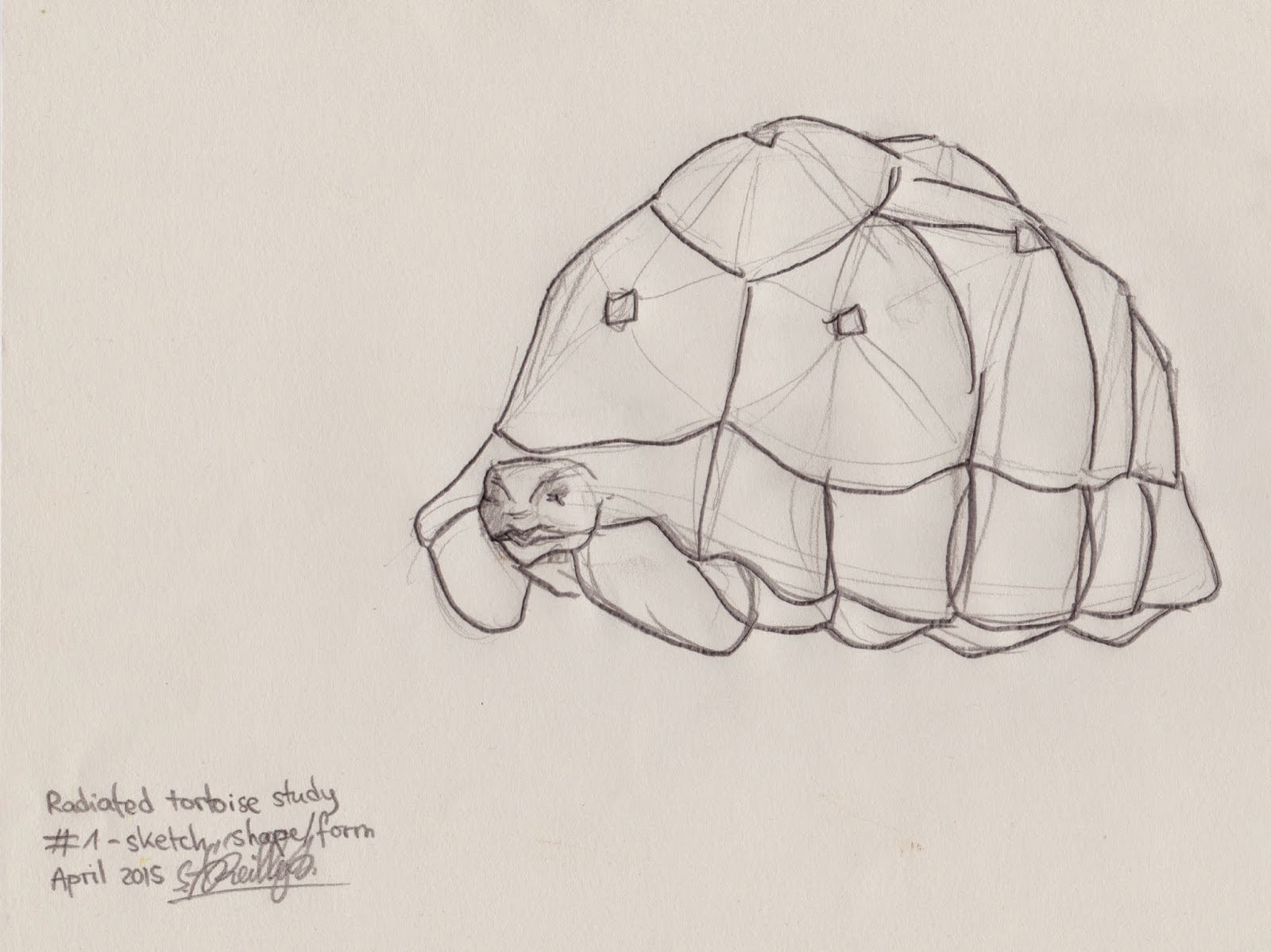 New 1000 Years Ago Extinct Tortoise Sketch Drawing for Kids