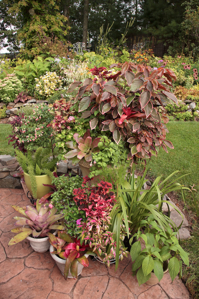 Reed S Garden Ramblings Fothergilla A Great And Often