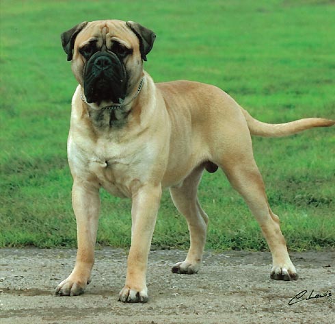 Mastiff Puppies on Dog Breed Dog Breeds Dog Pictures Bull Mastiff Dog