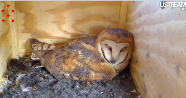 Live Owl Cam Live Owl Cam